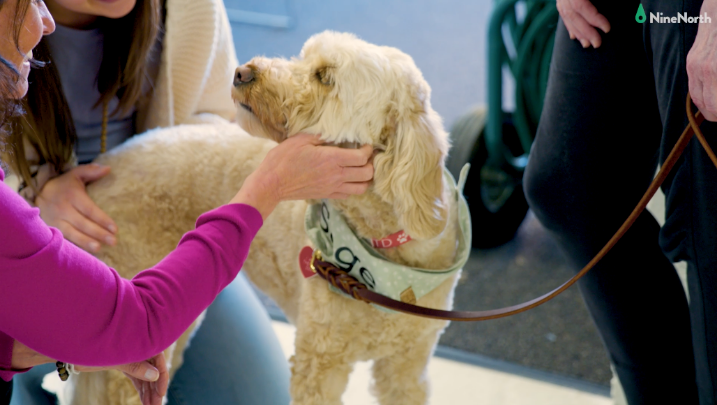 Thumbnail image for NineNorth Spotlight: Sage - Therapy Dog