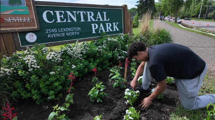 Thumbnail image for Roseville Lexington Boulevard Planting